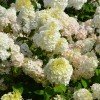 Hydrangea paniculata 'Diamantino' - Aedhortensia 'Diamantino' C2/2L